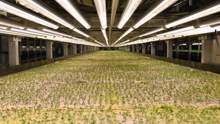 This Startup Wants Vertical Farmers to Hire a Robot Gardener